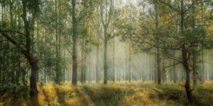 forest-1072828_1280